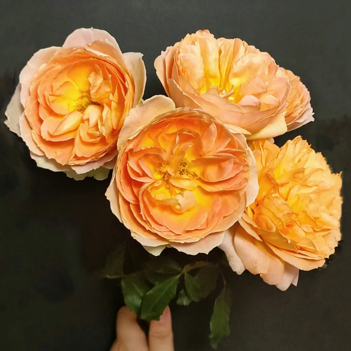 Miku Orange Japanese Florist Shrub Rose