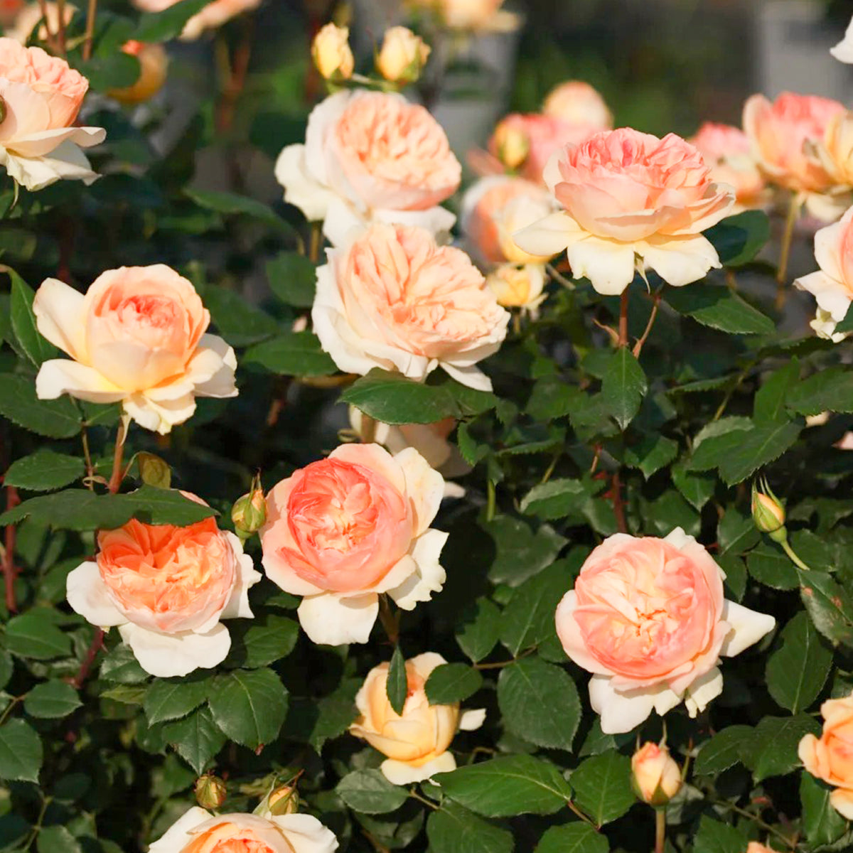 Miku Orange Japanese Florist Shrub Rose