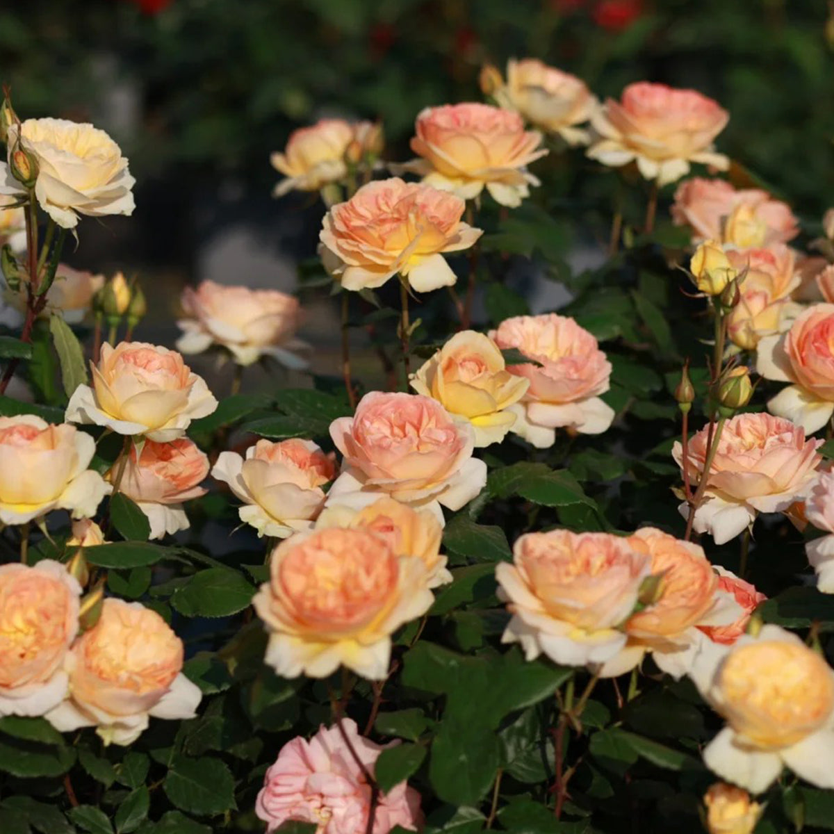Miku Orange Japanese Florist Shrub Rose
