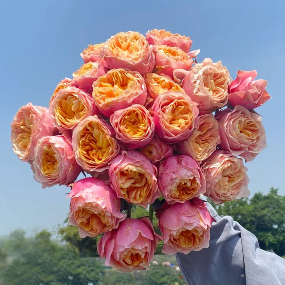 Romantic Vuvuzela Dutch Florist Shrub Rose