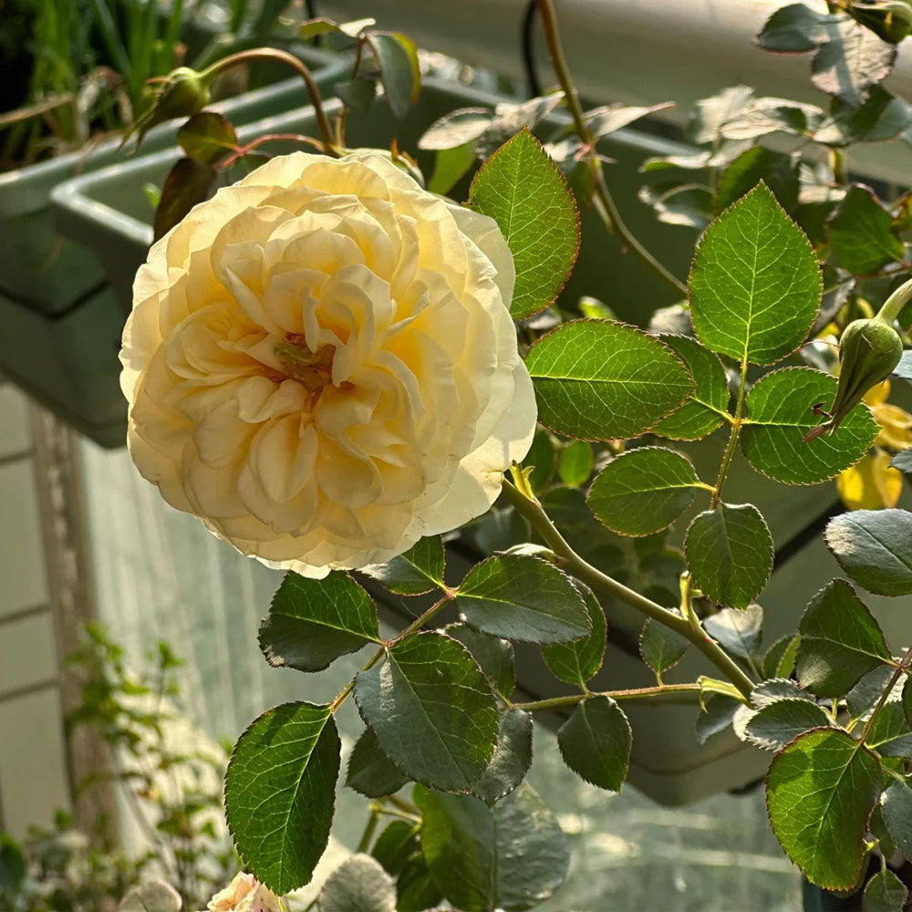 Dutch Florist Shrub Rose Inspired by Royal Park
