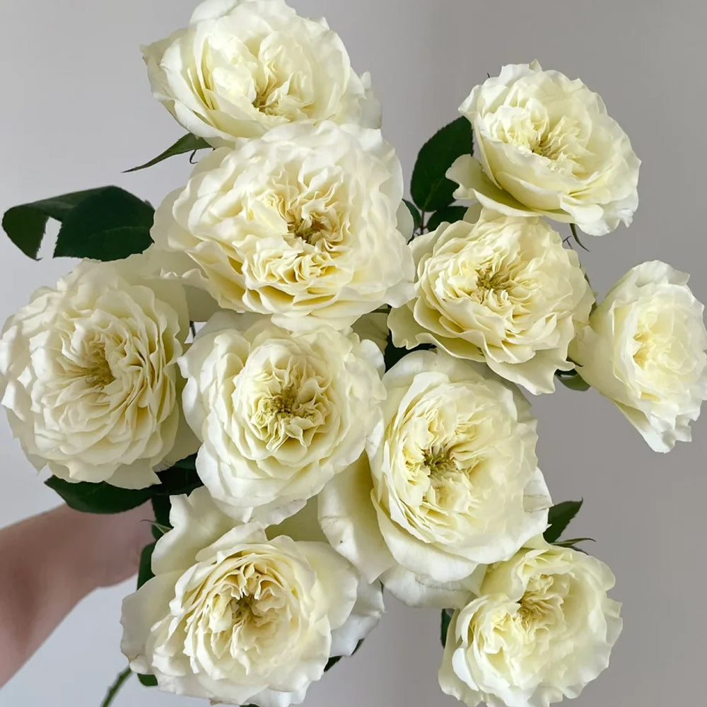 Dutch Florist Shrub Rose Inspired by Royal Park
