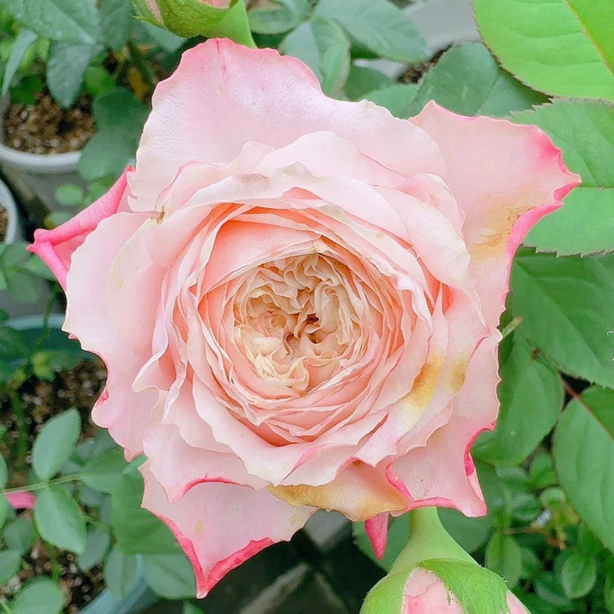 Supless Ecuador Florist Shrub Rose