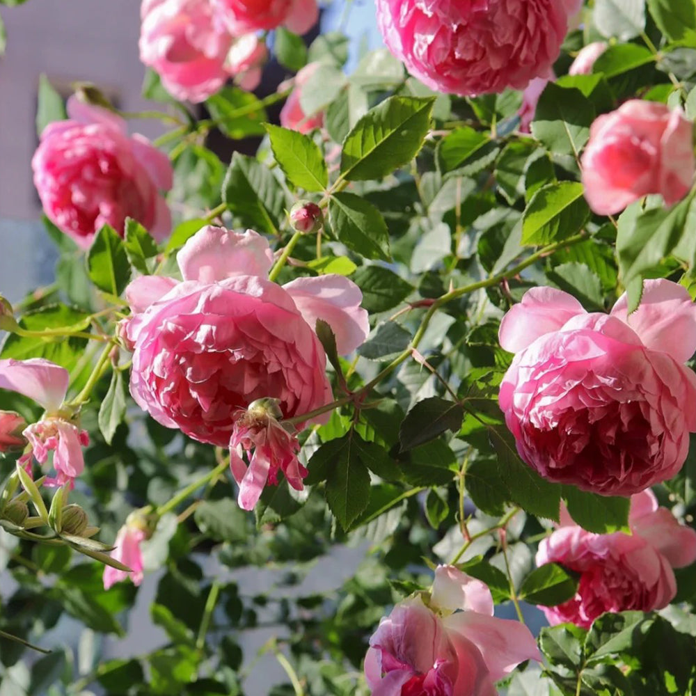 AUStijus English Florist Shrub Rose