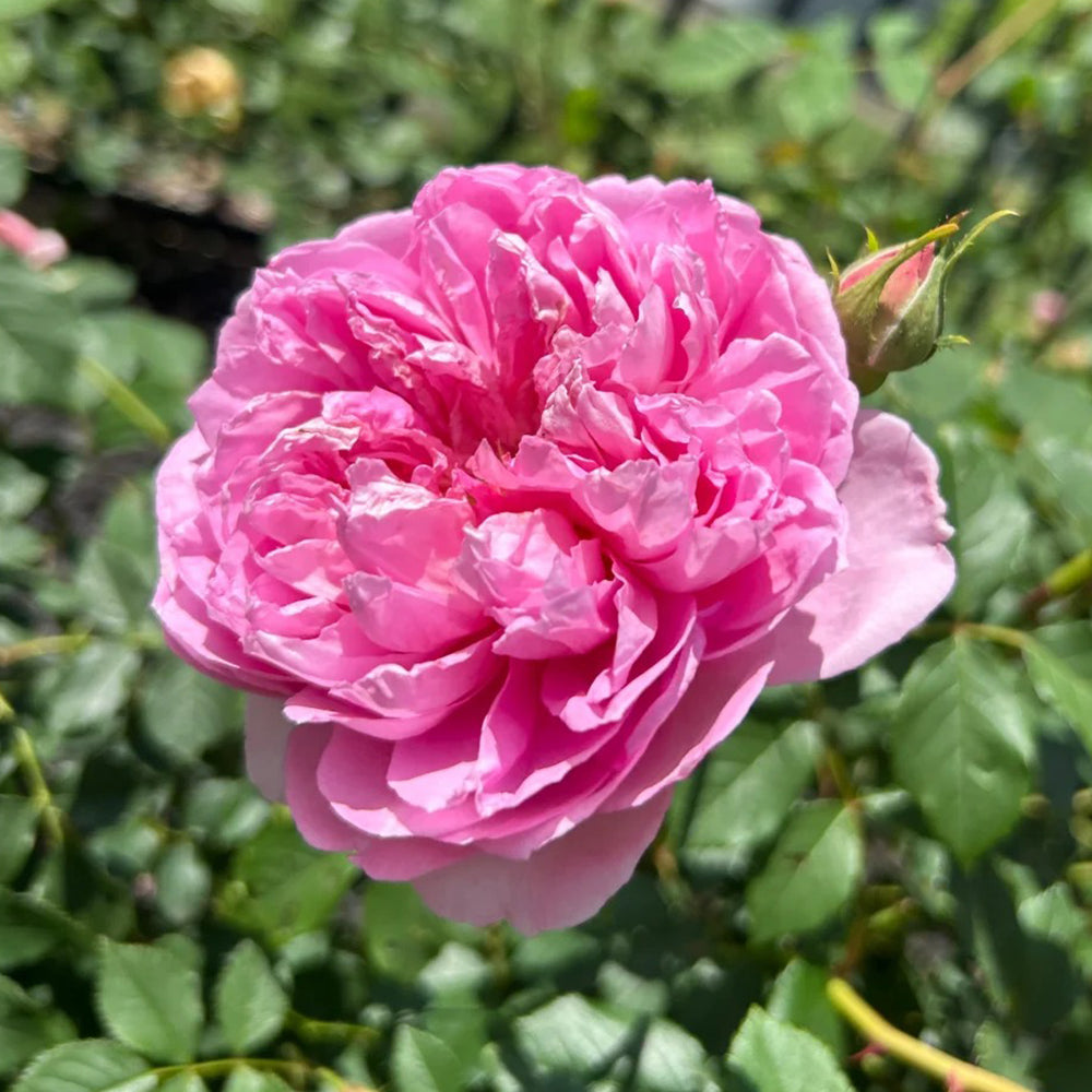 AUStijus English Florist Shrub Rose