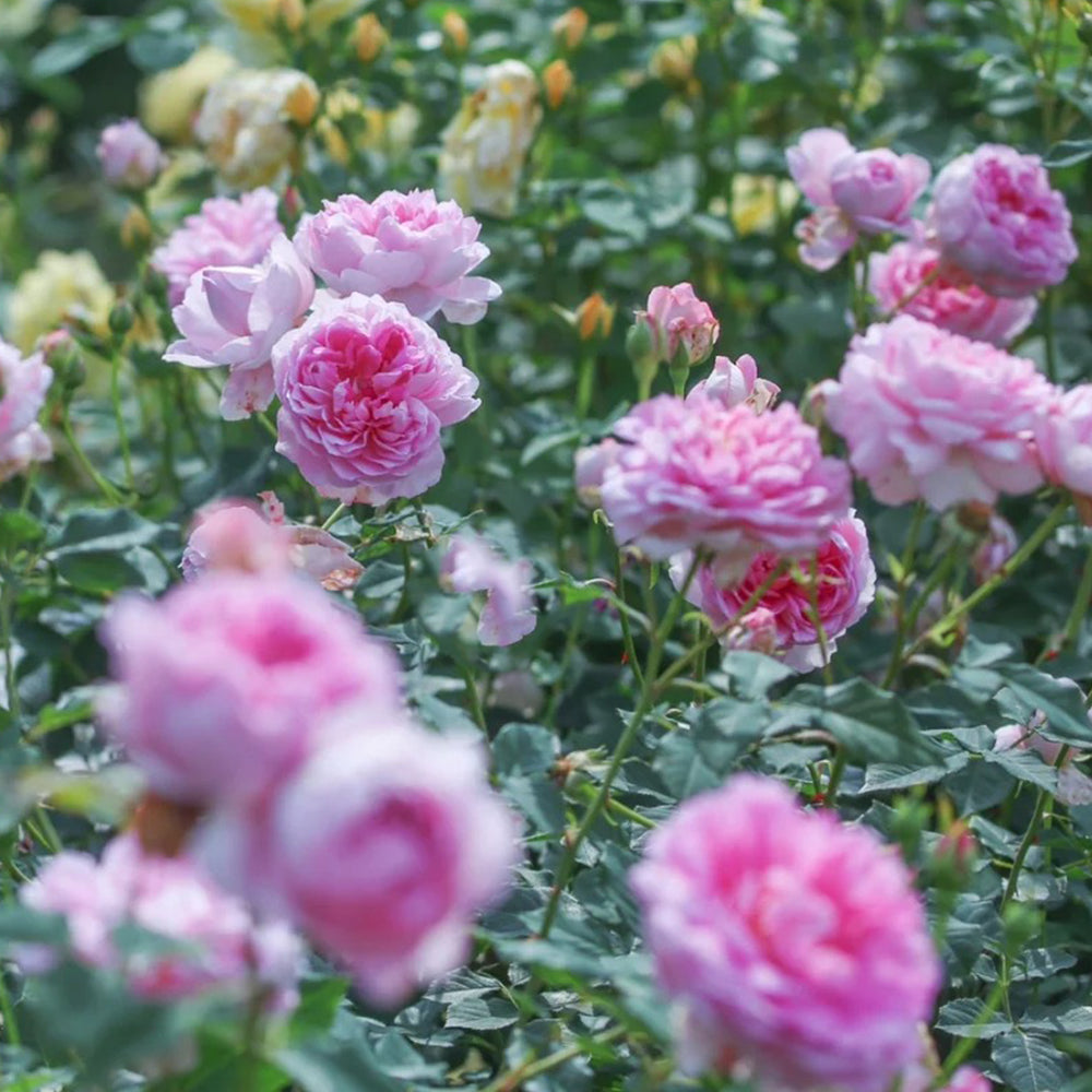 AUStijus English Florist Shrub Rose