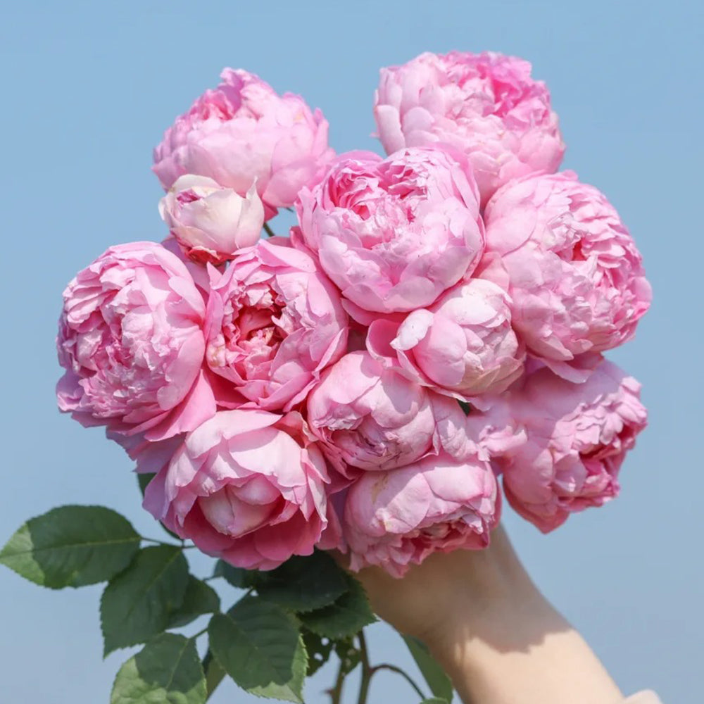 AUStijus English Florist Shrub Rose