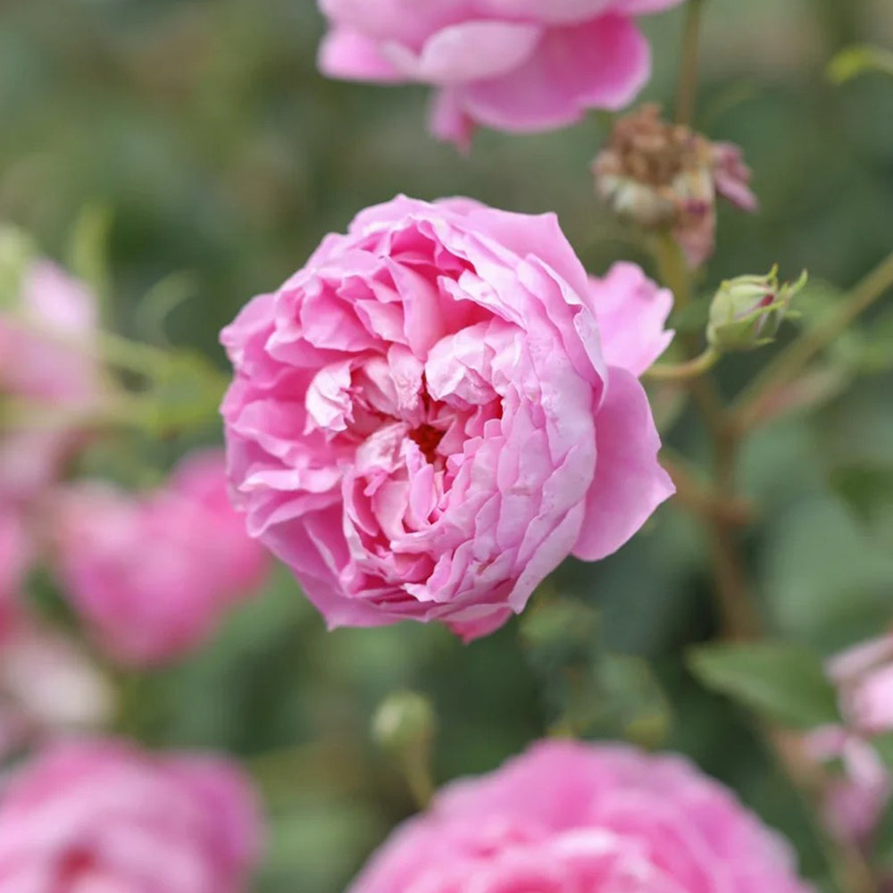 AUStijus English Florist Shrub Rose