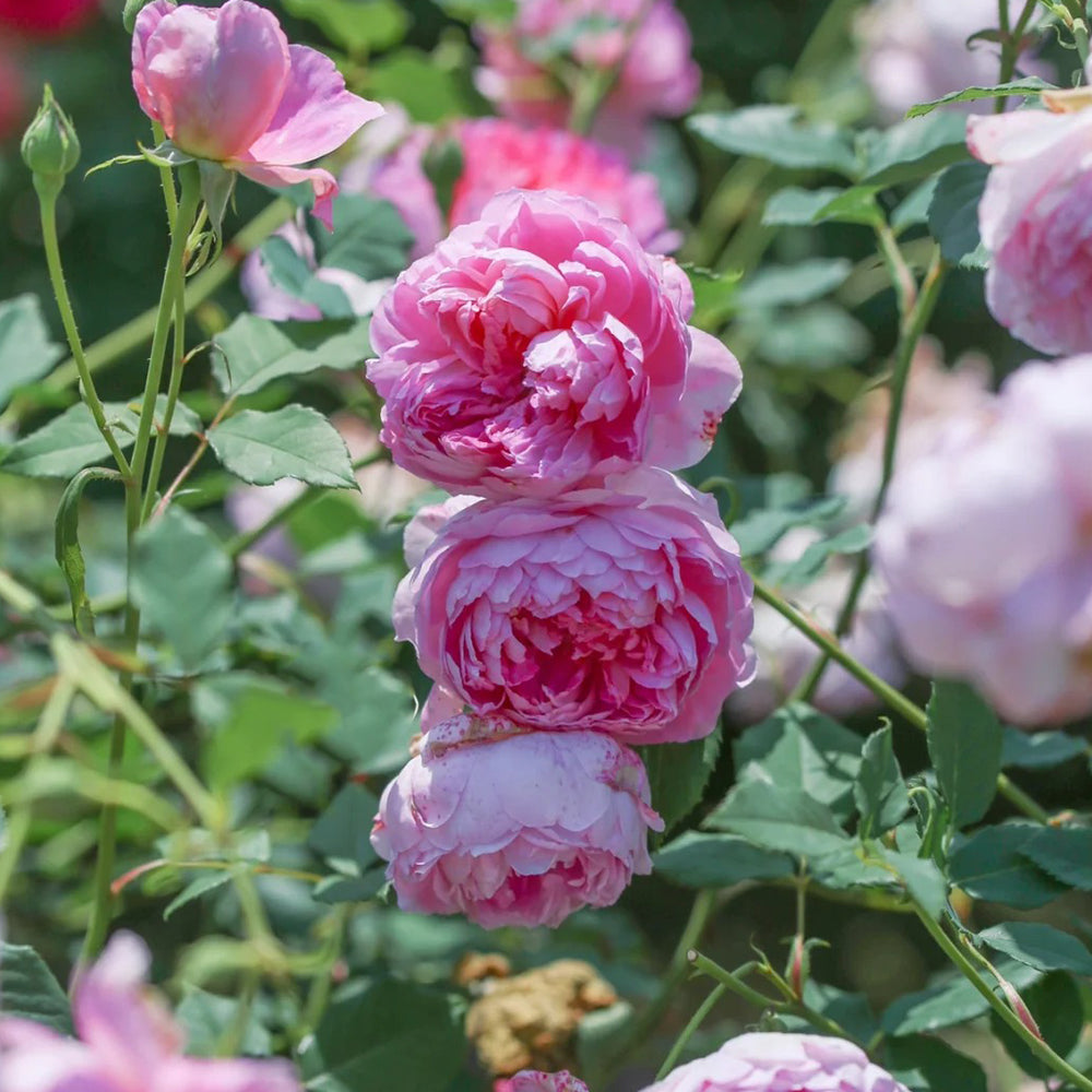 AUStijus English Florist Shrub Rose