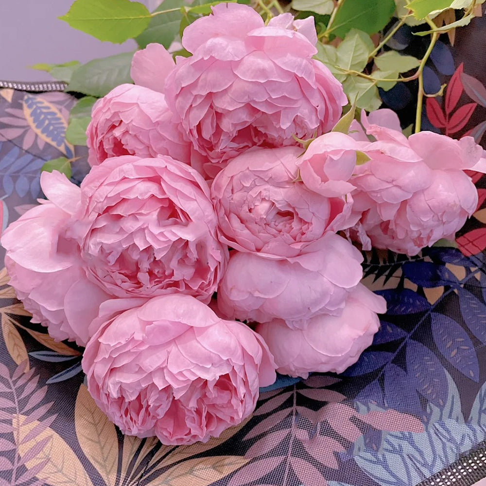 AUStijus English Florist Shrub Rose