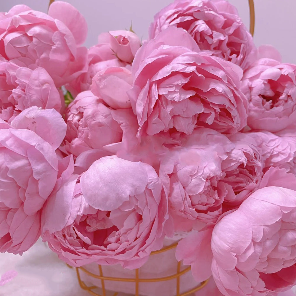 AUStijus English Florist Shrub Rose