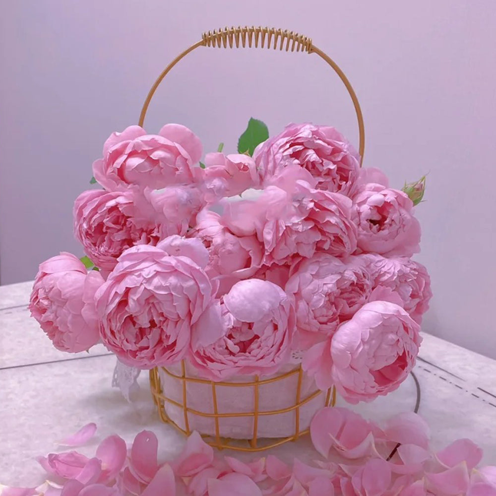 AUStijus English Florist Shrub Rose