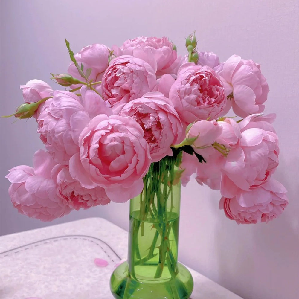 AUStijus English Florist Shrub Rose