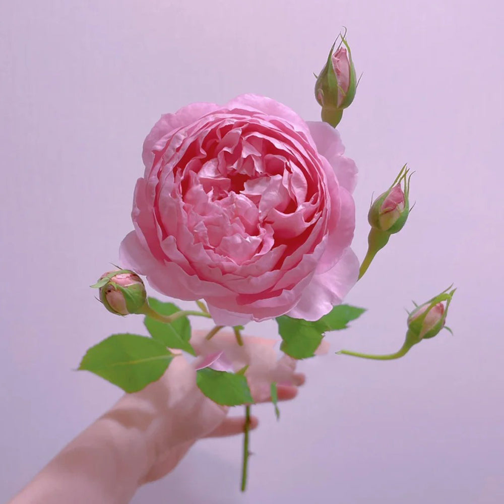 AUStijus English Florist Shrub Rose