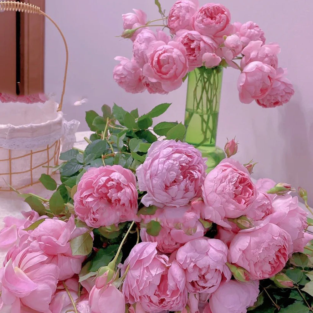 AUStijus English Florist Shrub Rose