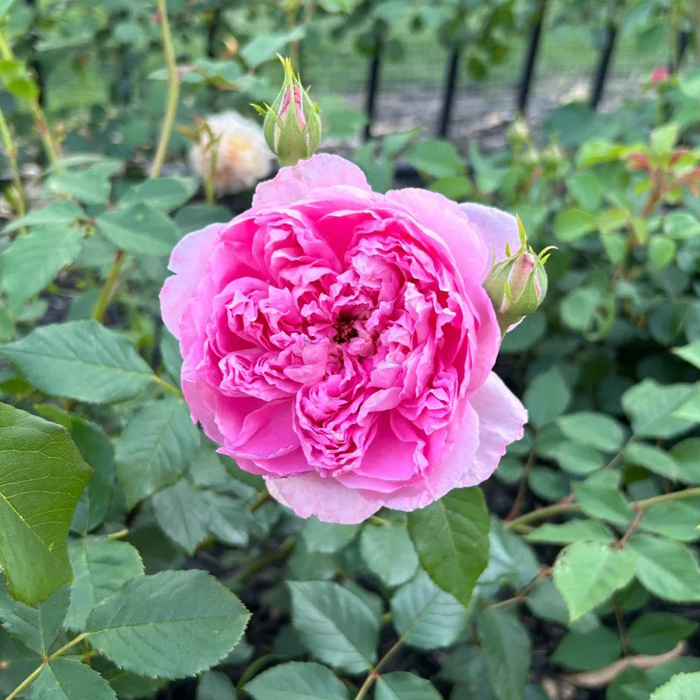 AUStijus English Florist Shrub Rose