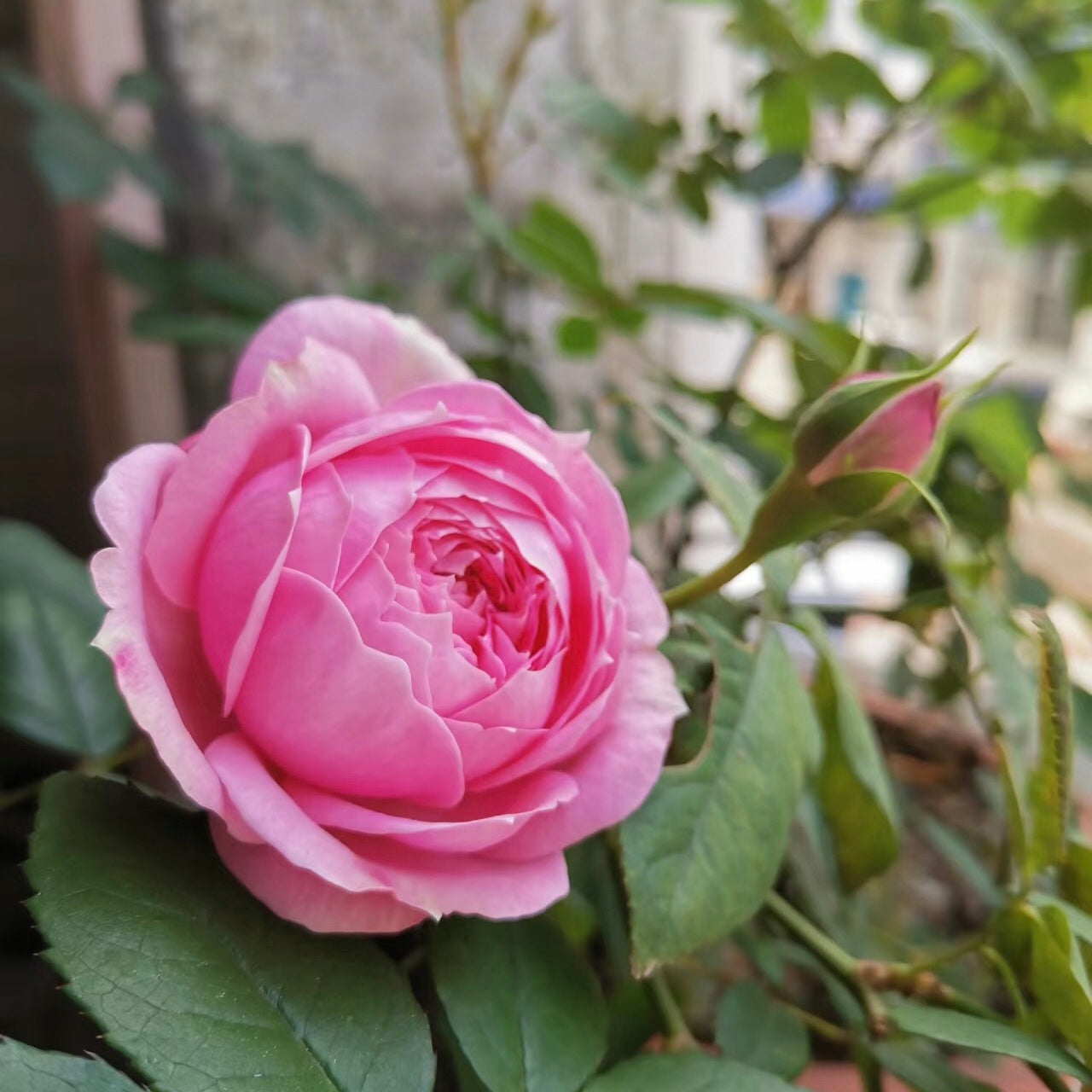 Miyako Japanese Garden Shrub Rose