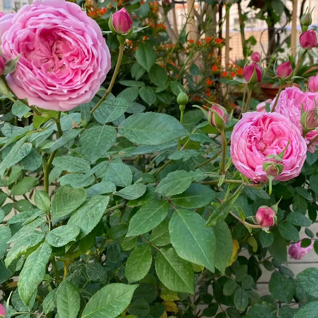 Miyako Japanese Garden Shrub Rose