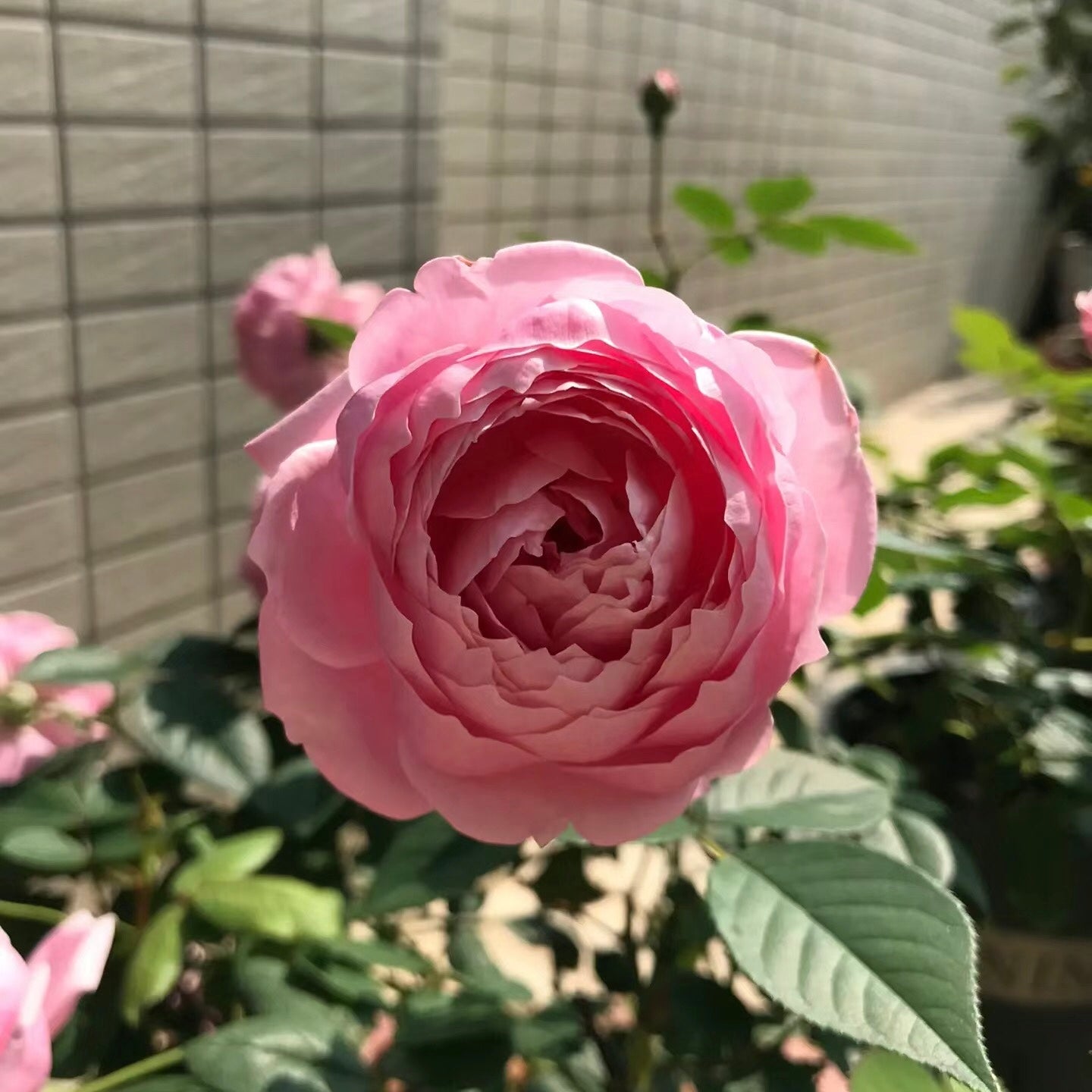 Miyako Japanese Garden Shrub Rose