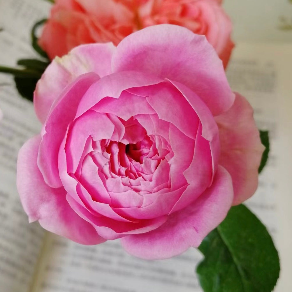 Miyako Japanese Garden Shrub Rose