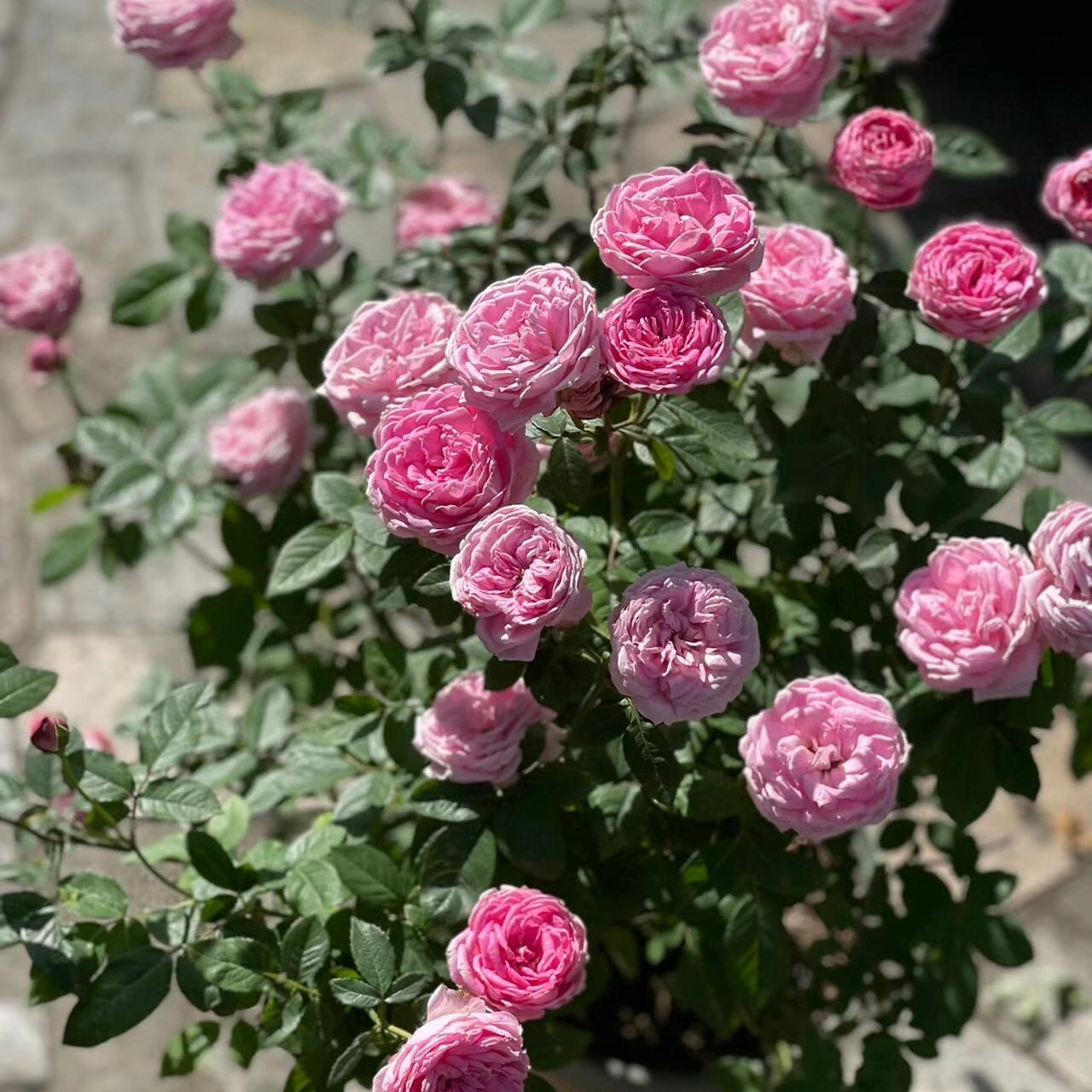 Miyako Japanese Garden Shrub Rose