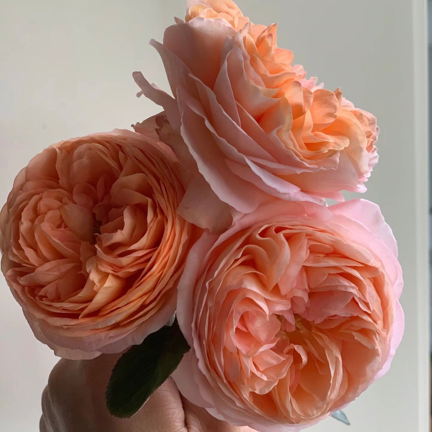 Confiture Japanese Florist Shrub Rose