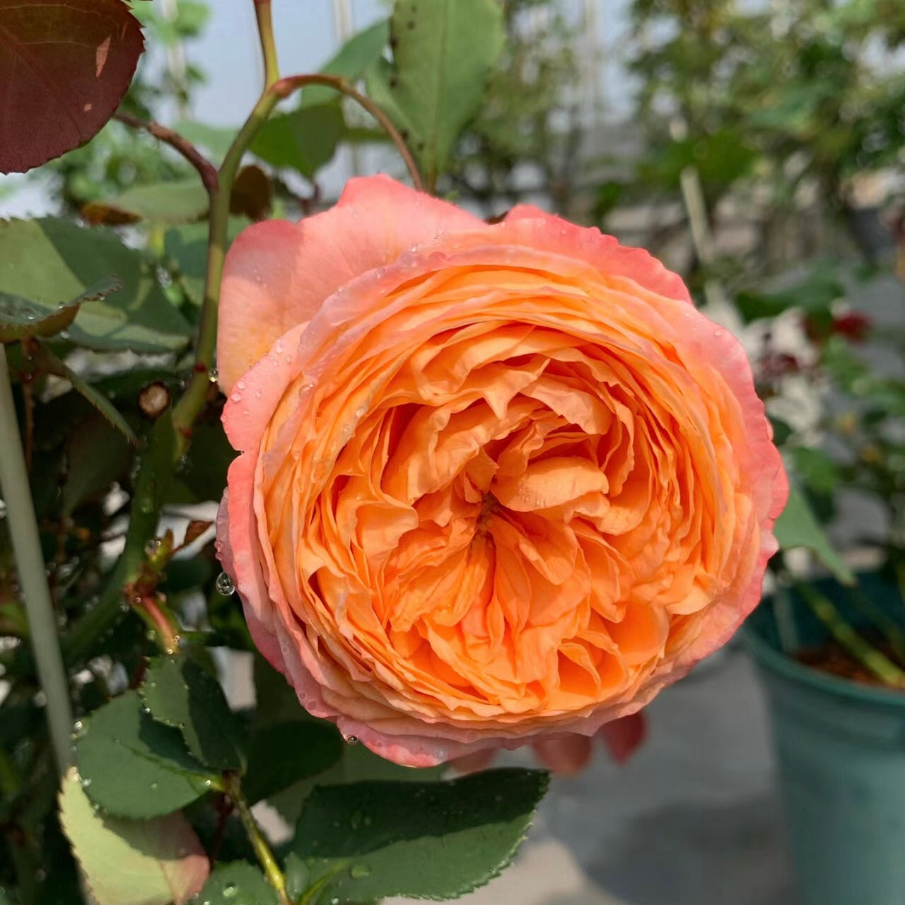 Confiture Japanese Florist Shrub Rose