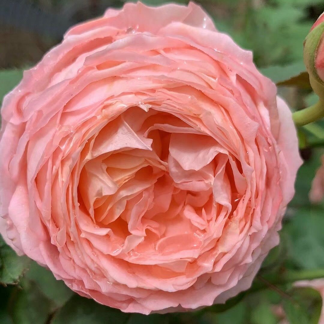 Confiture Japanese Florist Shrub Rose