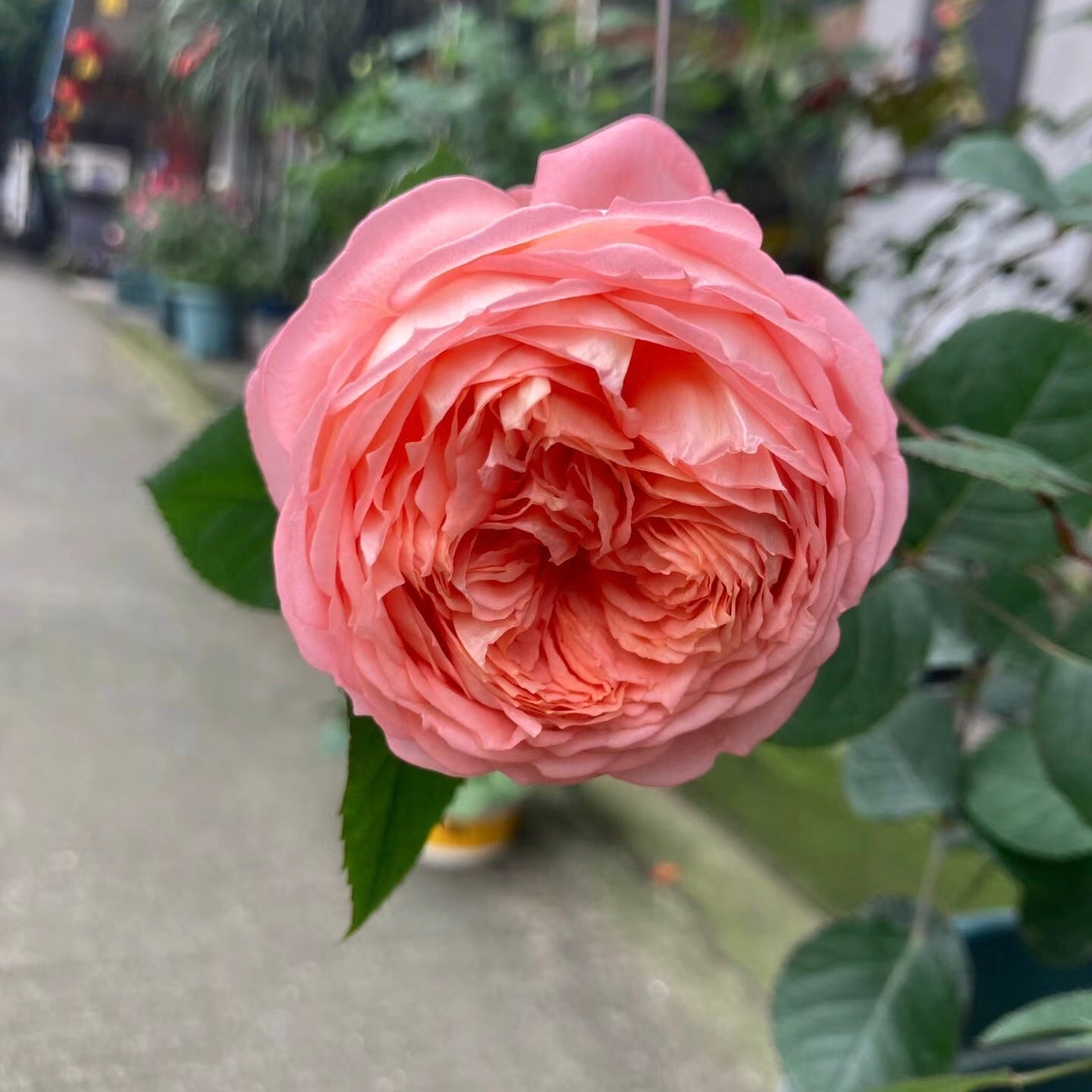 Confiture Japanese Florist Shrub Rose