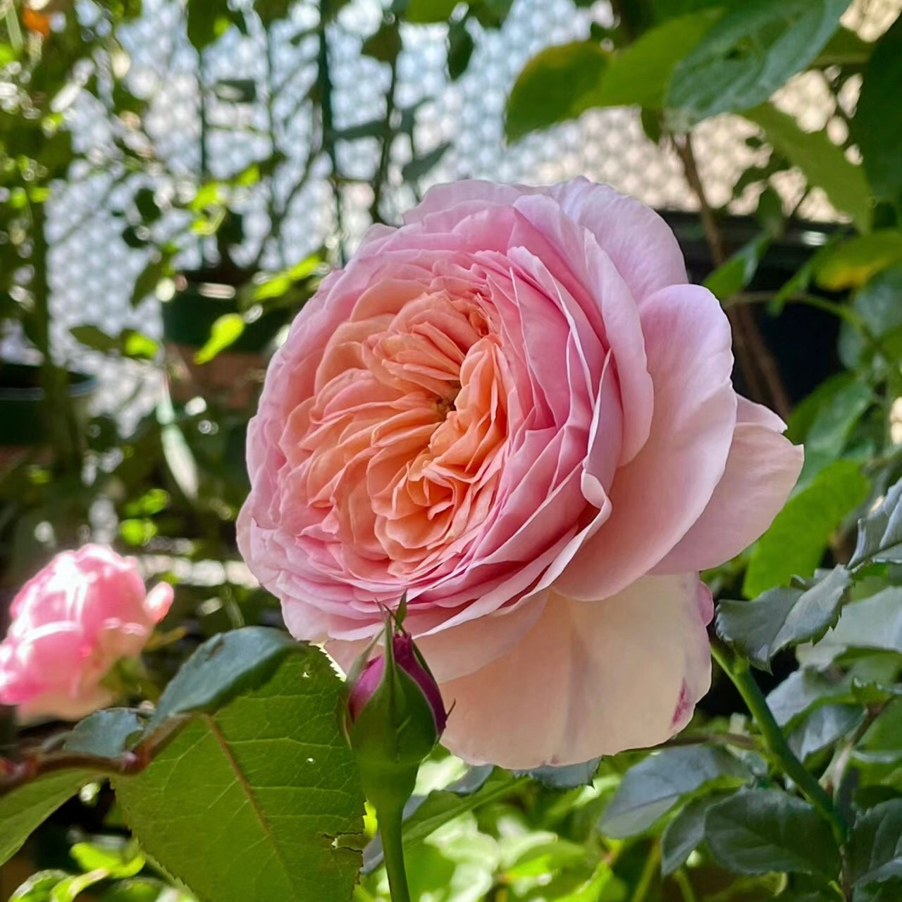 French Garden Shrub Rose Inspired by Domaine de Chantilly