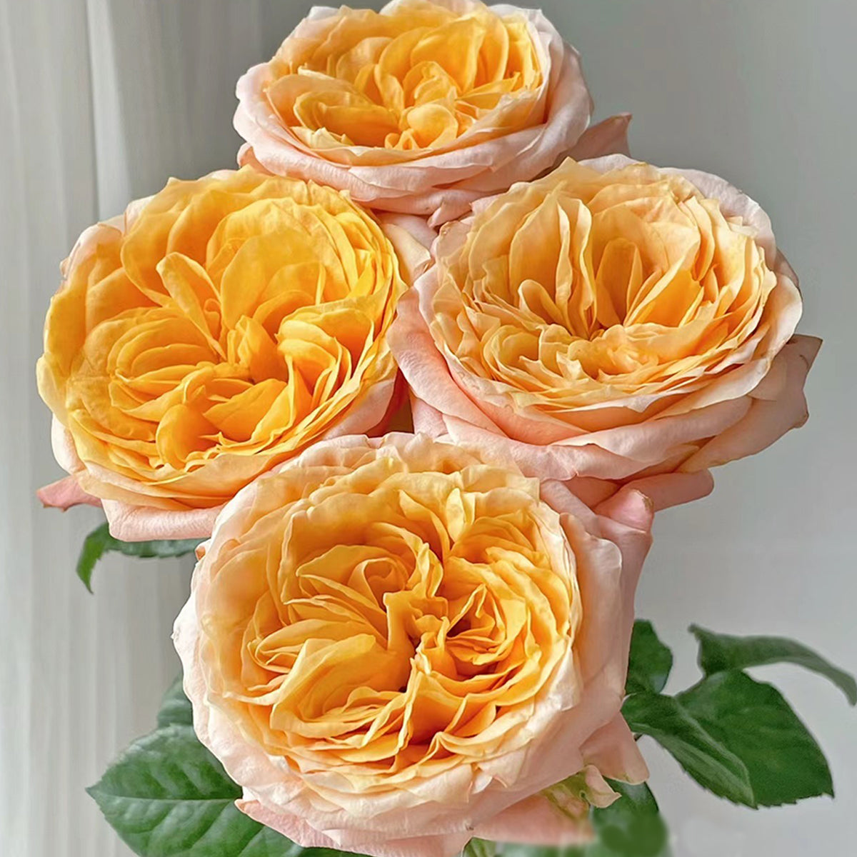 Imagine Dutch Florist Shrub Rose