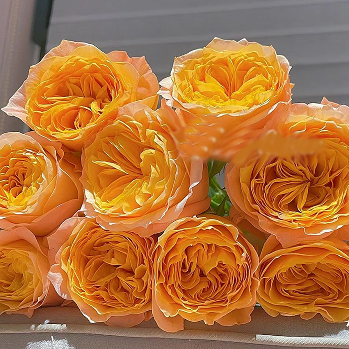 Imagine Dutch Florist Shrub Rose