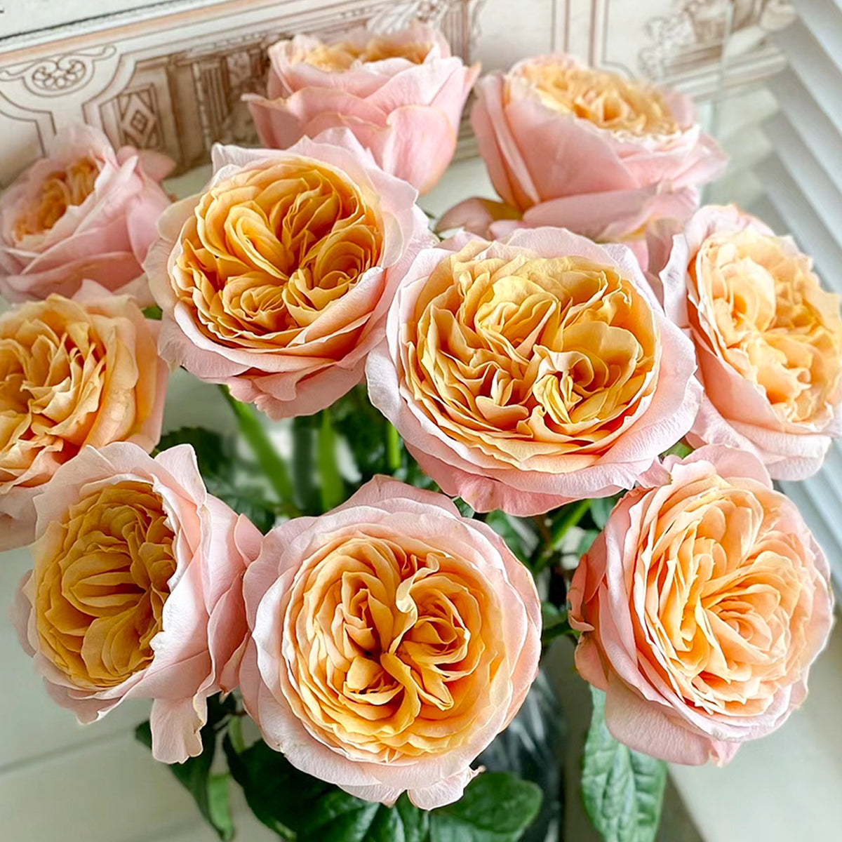 Imagine Dutch Florist Shrub Rose