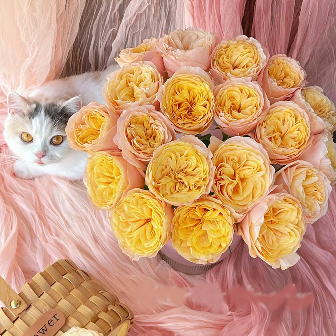 Imagine Dutch Florist Shrub Rose