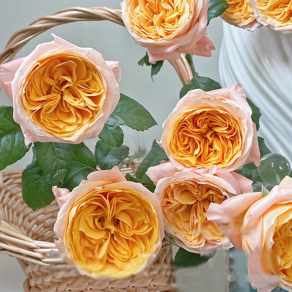 Imagine Dutch Florist Shrub Rose