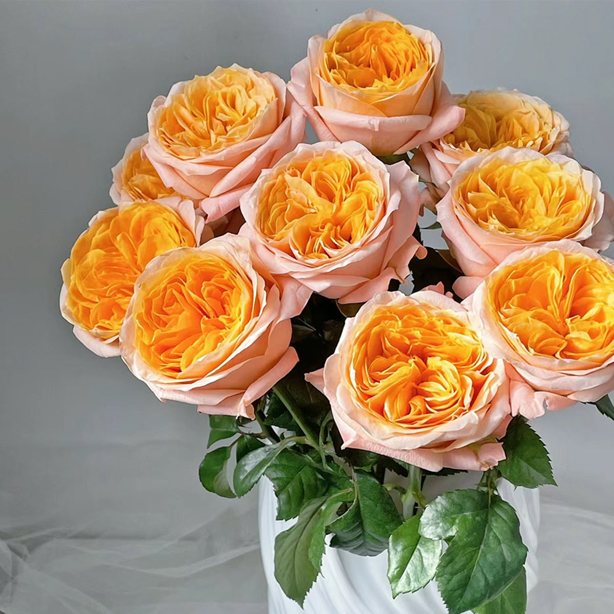 Imagine Dutch Florist Shrub Rose