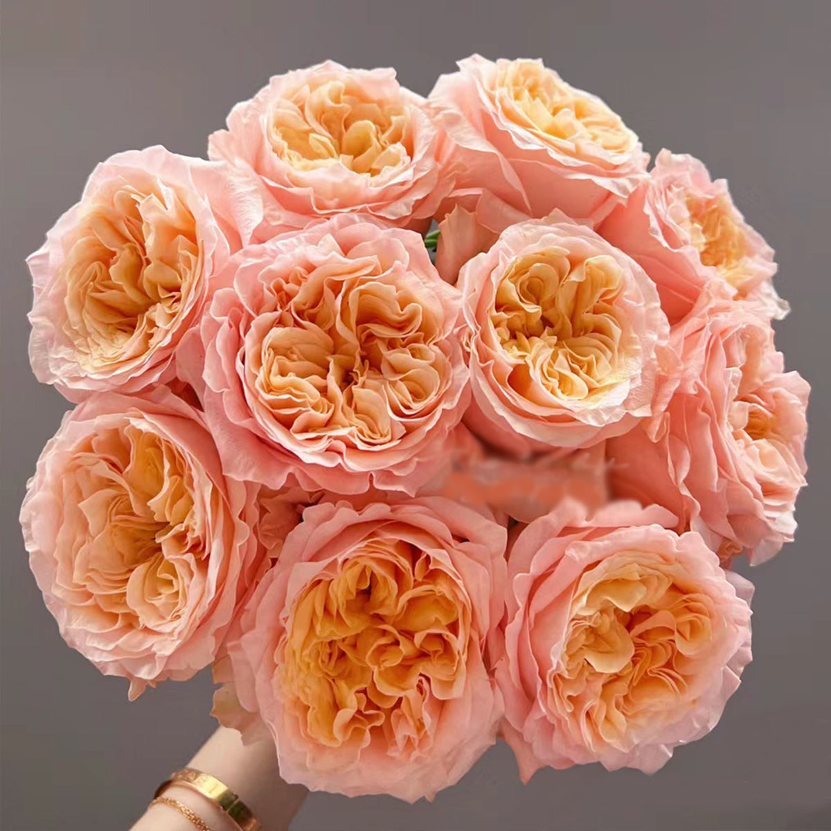 Imagine Dutch Florist Shrub Rose