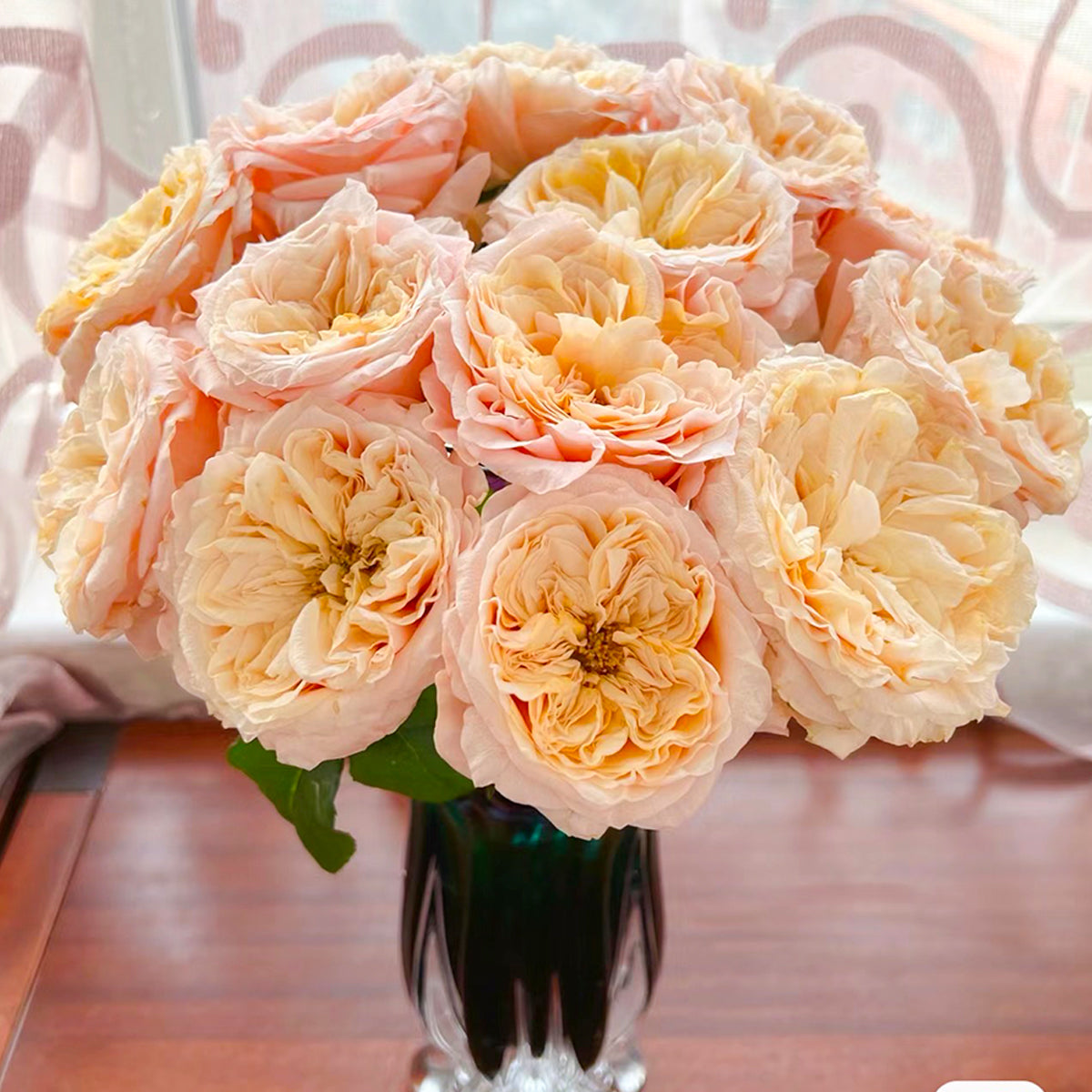 Imagine Dutch Florist Shrub Rose