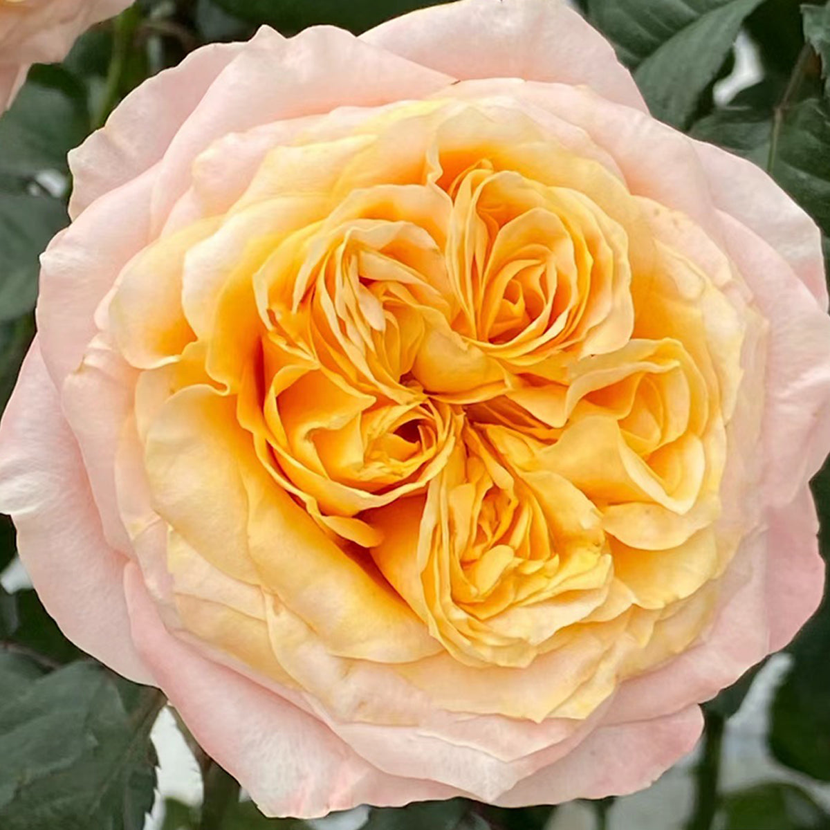 Imagine Dutch Florist Shrub Rose
