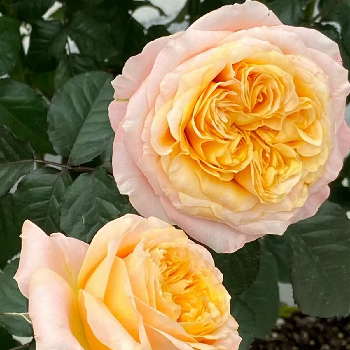 Imagine Dutch Florist Shrub Rose