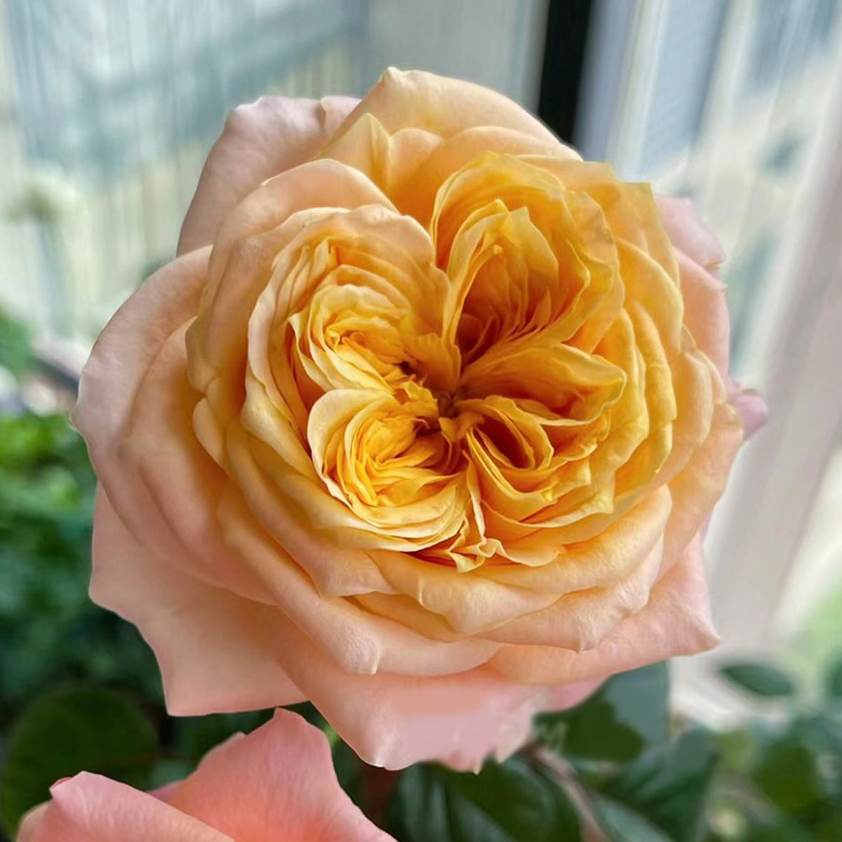 Imagine Dutch Florist Shrub Rose