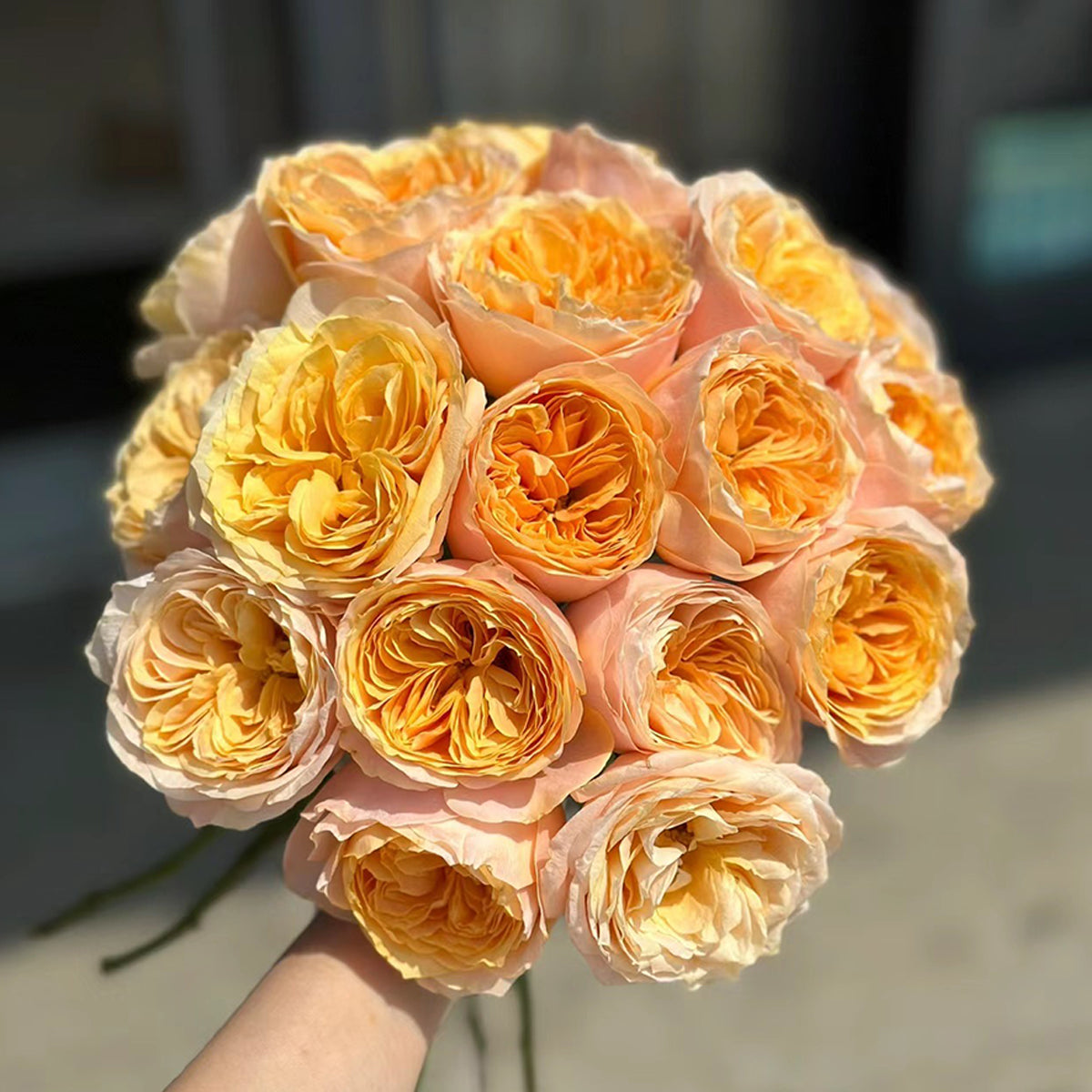 Imagine Dutch Florist Shrub Rose