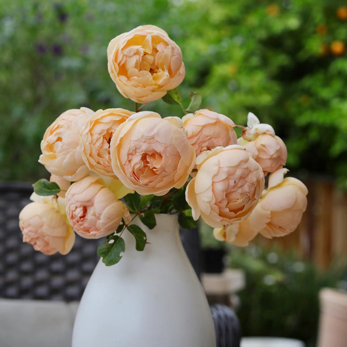 AUSjo English Garden Shrub Rose