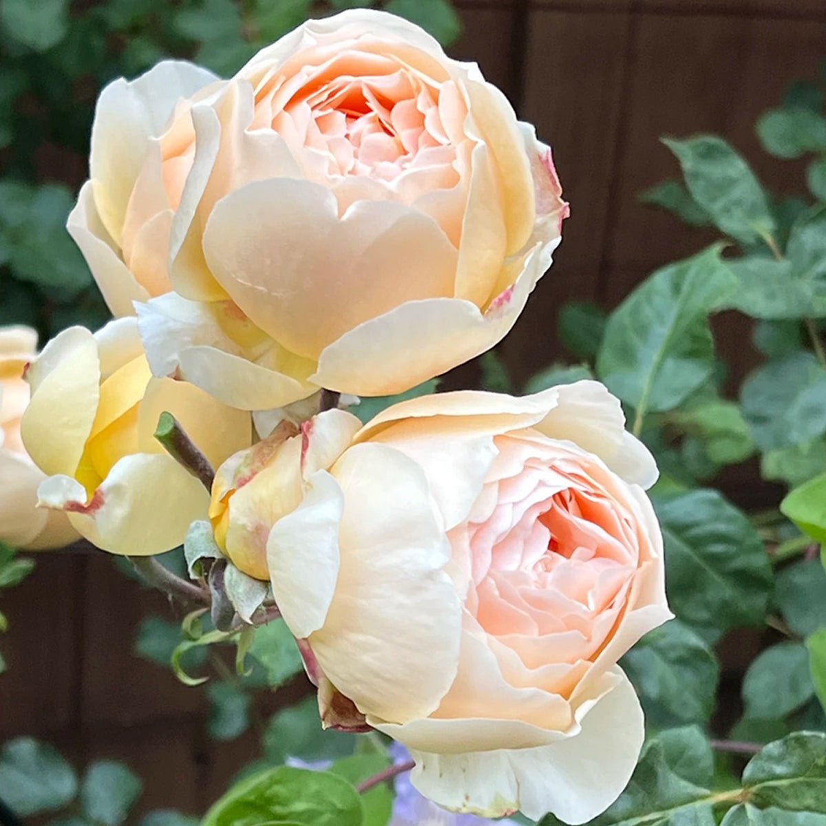 AUSjo English Garden Shrub Rose