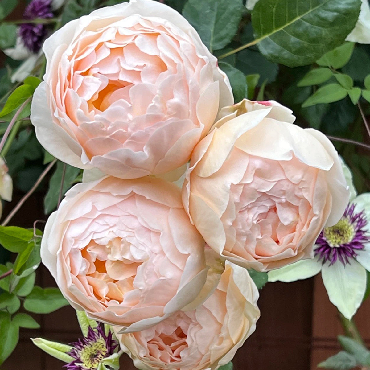 AUSjo English Garden Shrub Rose