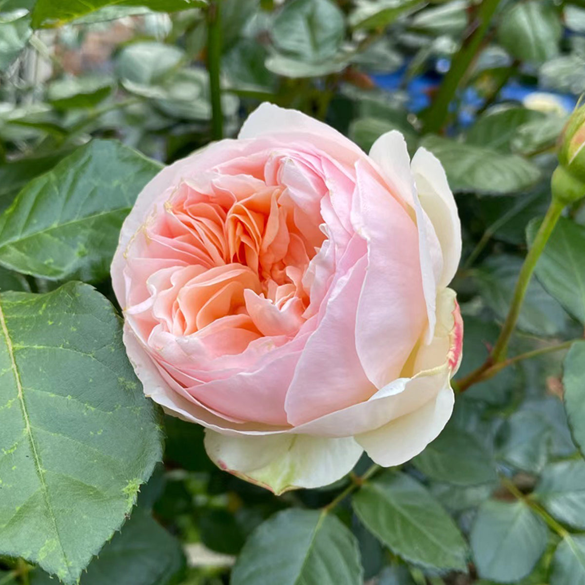 AUSjo English Garden Shrub Rose