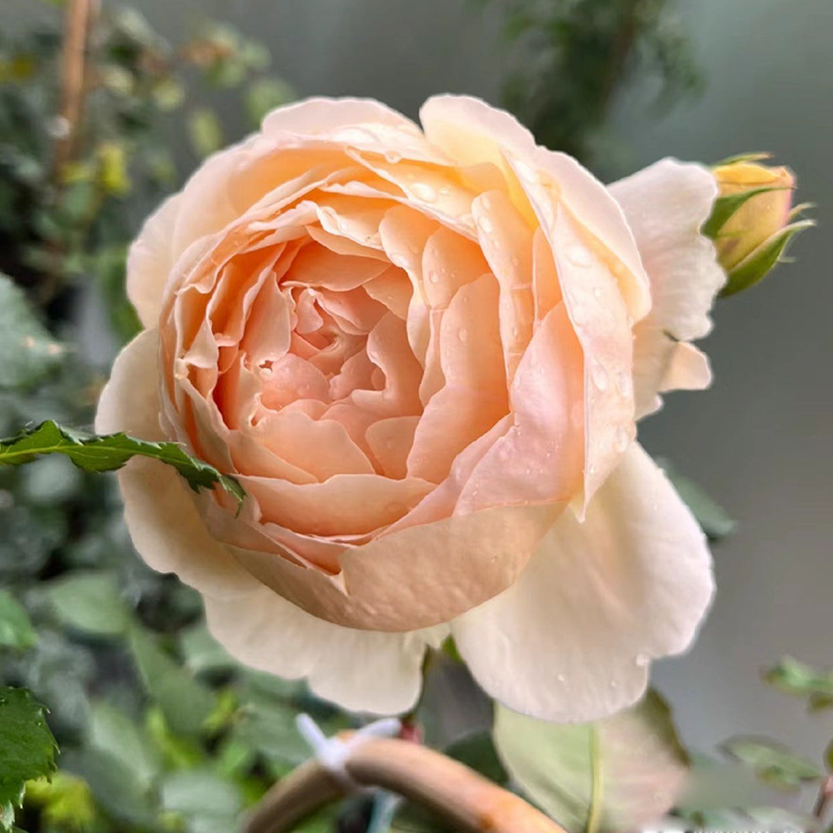 AUSjo English Garden Shrub Rose