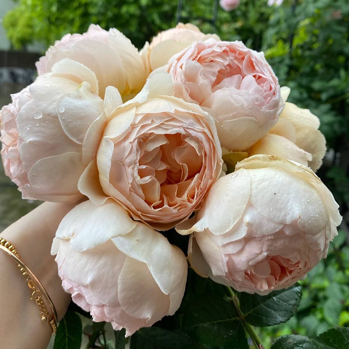 AUSjo English Garden Shrub Rose