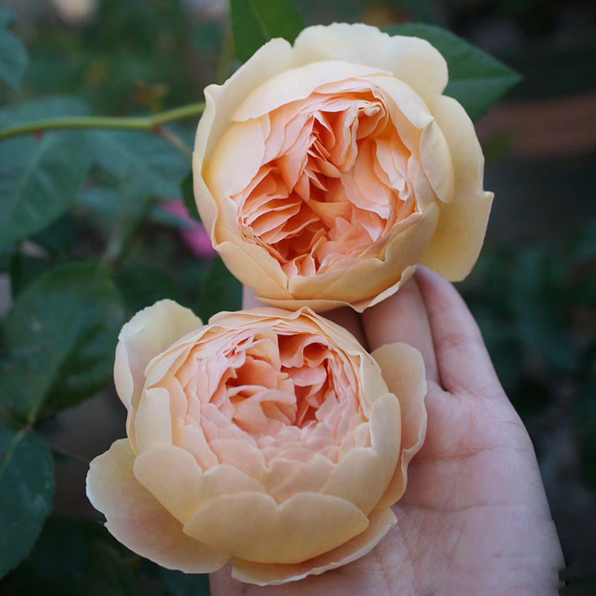 AUSjo English Garden Shrub Rose