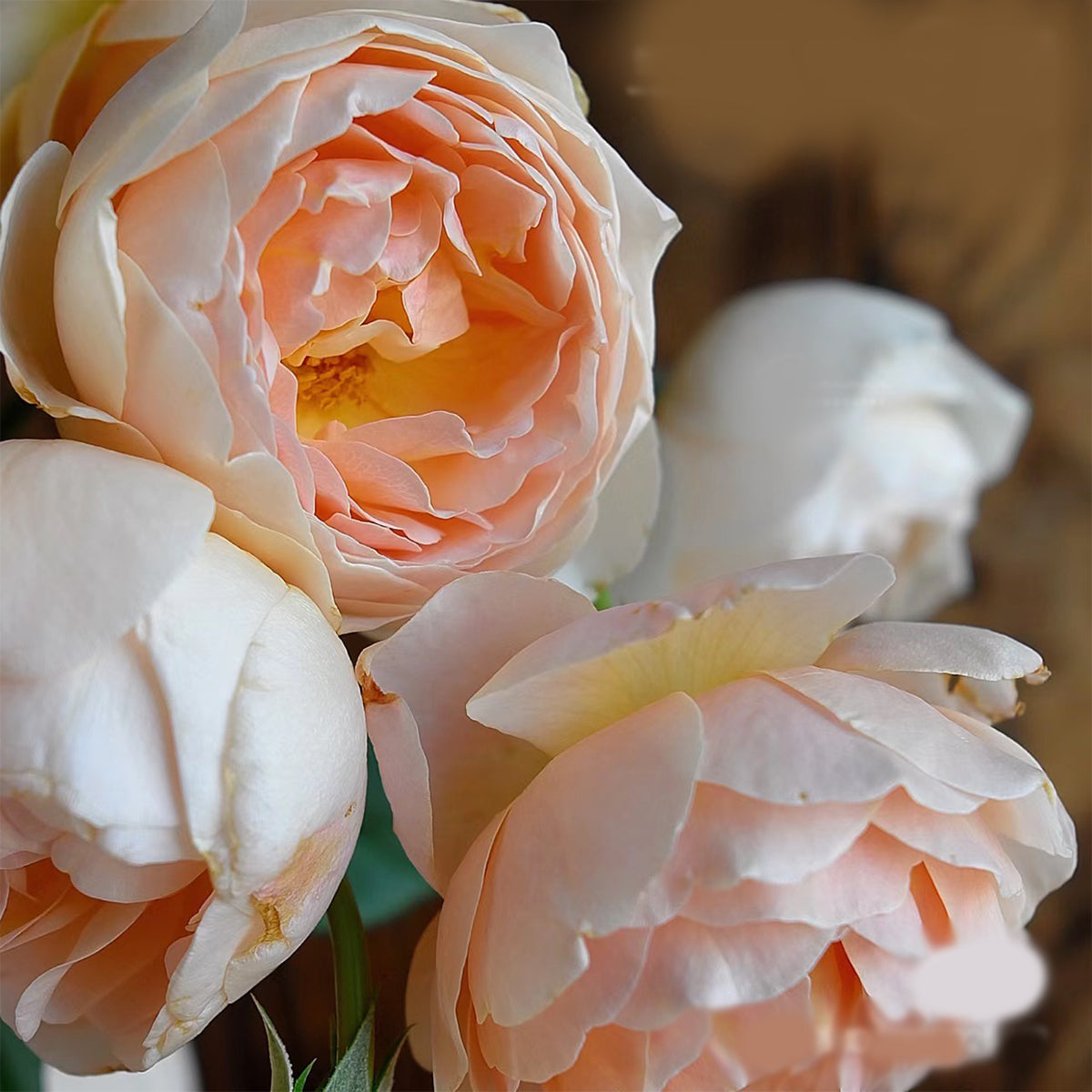 AUSjo English Garden Shrub Rose